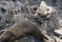 Discovery of a Neanderthal in France Reveals Crucial Clues About the Extinction of Ancient Humans